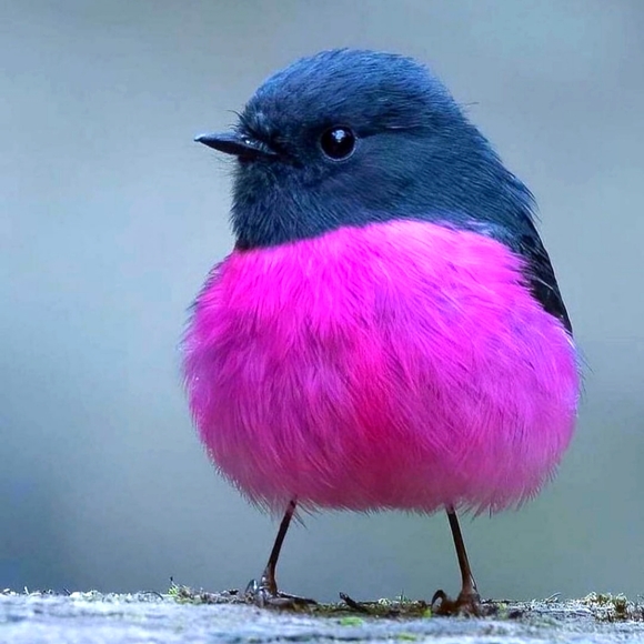 Meet your Posher, Jo'ann - Picture 1 of 1